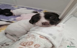 Sprocker dogs for sale: Sprockers for sale  - Image 3