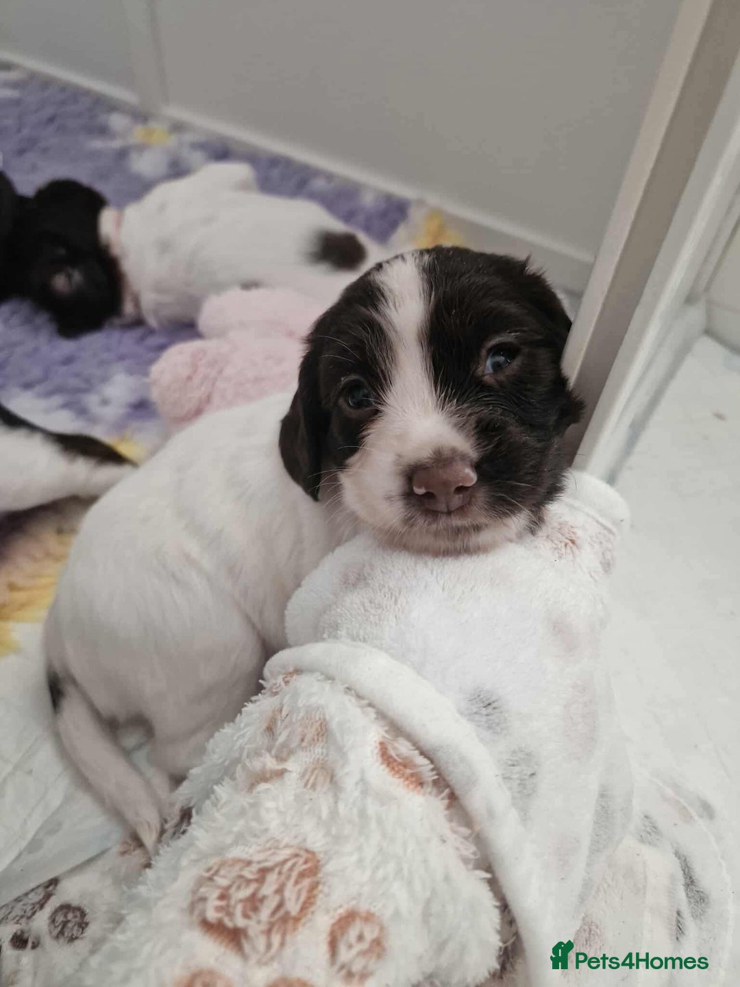 Sprocker dogs for sale: Sprockers for sale  - Image 3
