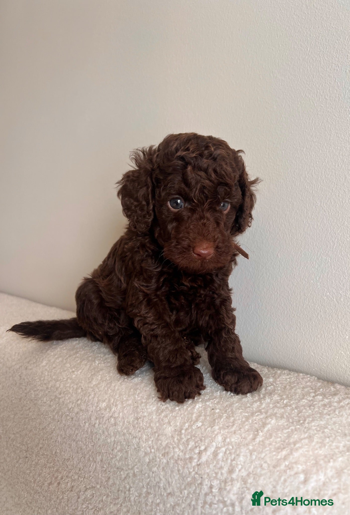 Miniature Poodle dogs 🤎 BEAUTIFUL CHOCOLATE MINIATURE POODLE BOYS 🤎 - Advert 10