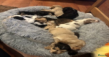 Cocker Spaniel dogs KC registered, health tested, Show cocker spaniels - Advert 4