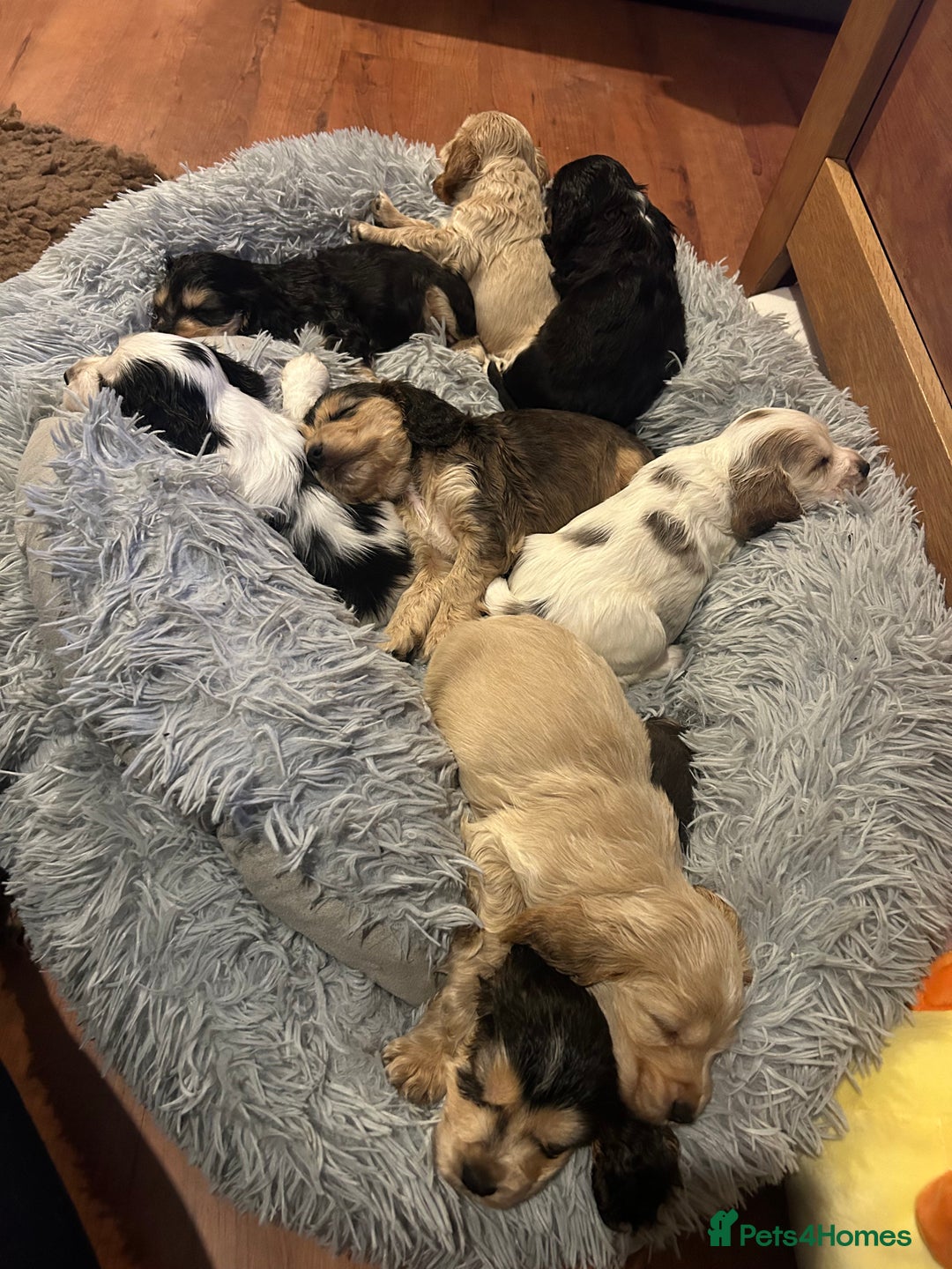 Cocker Spaniel dogs for sale: KC registered, health tested, Show cocker spaniels - Advert 21