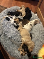 Cocker Spaniel dogs KC registered, health tested, Show cocker spaniels - Advert 4