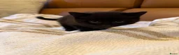 Mixed Breed cats for sale: Three lovely kittens.  - Advert 7