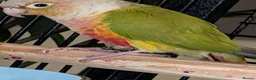 Parrots birds for sale: semi tame Pineapple canure Parrott   - Advert 4