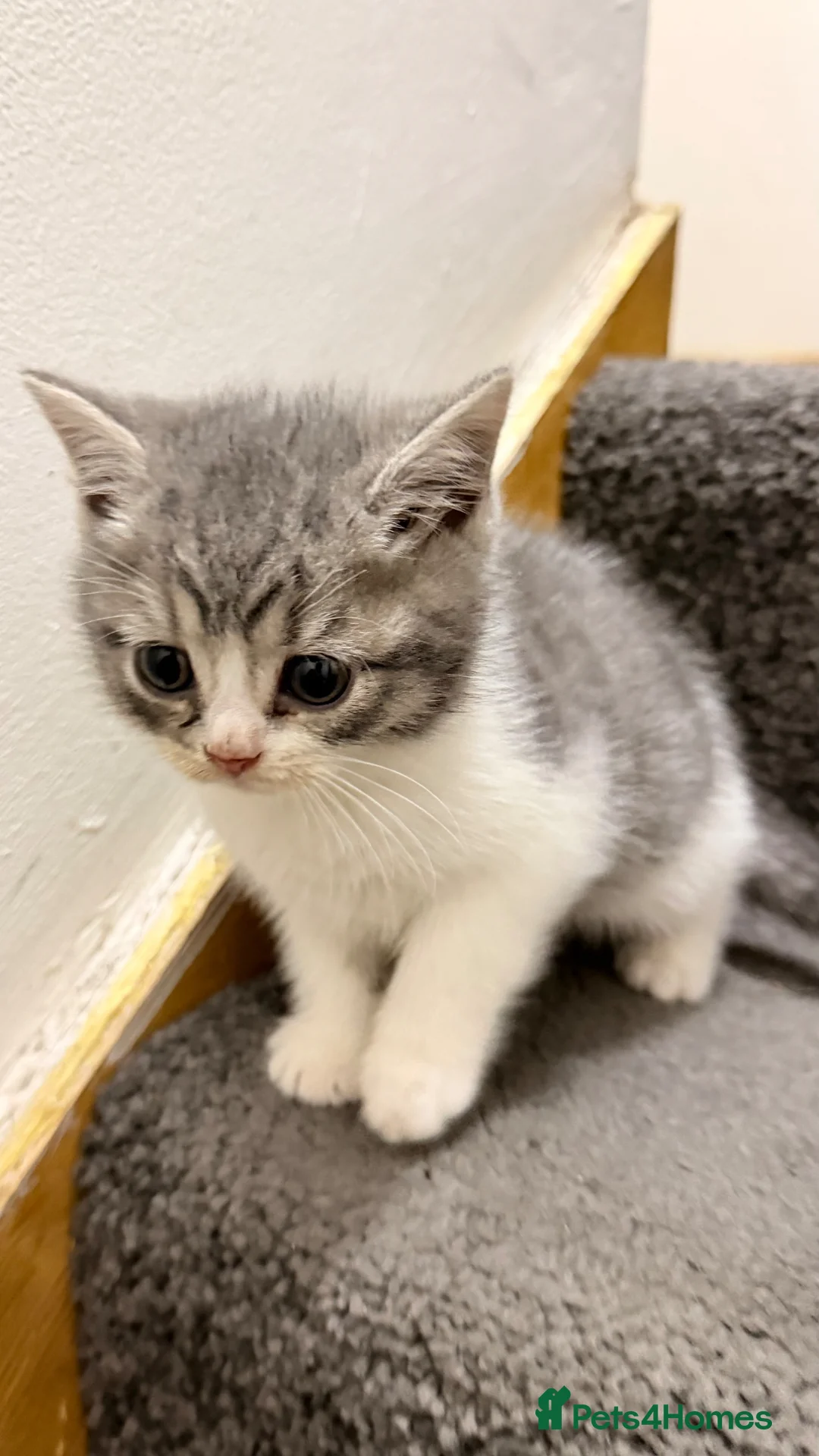 Mixed Breed cats for sale: British shorthair kitten - Advert 1