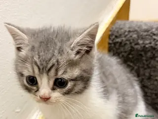 Mixed Breed cats British shorthair kitten - Advert 2