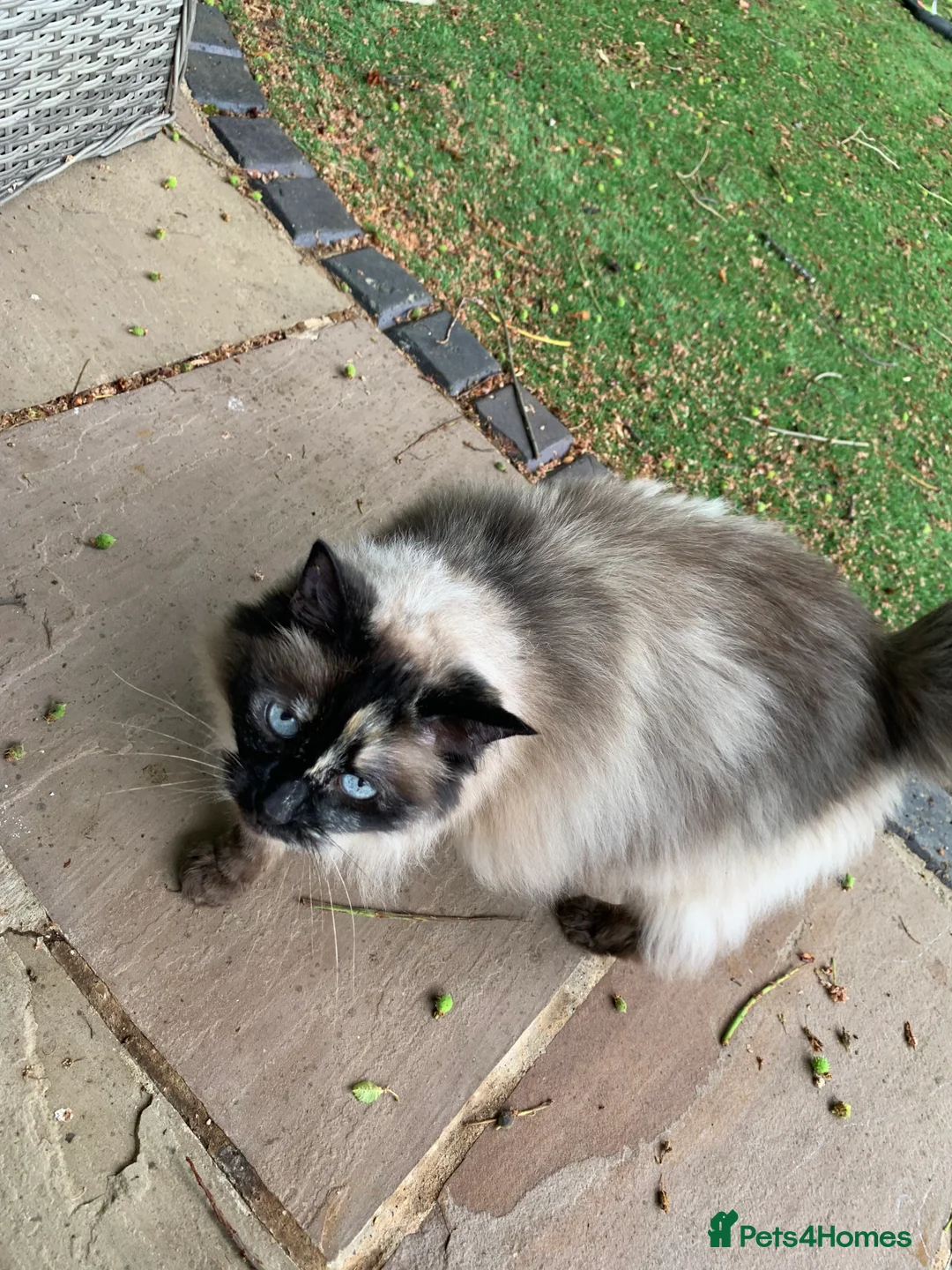 Ragdoll cats for sale: Ragdoll needs a lap.  in Kettering - Advert 15