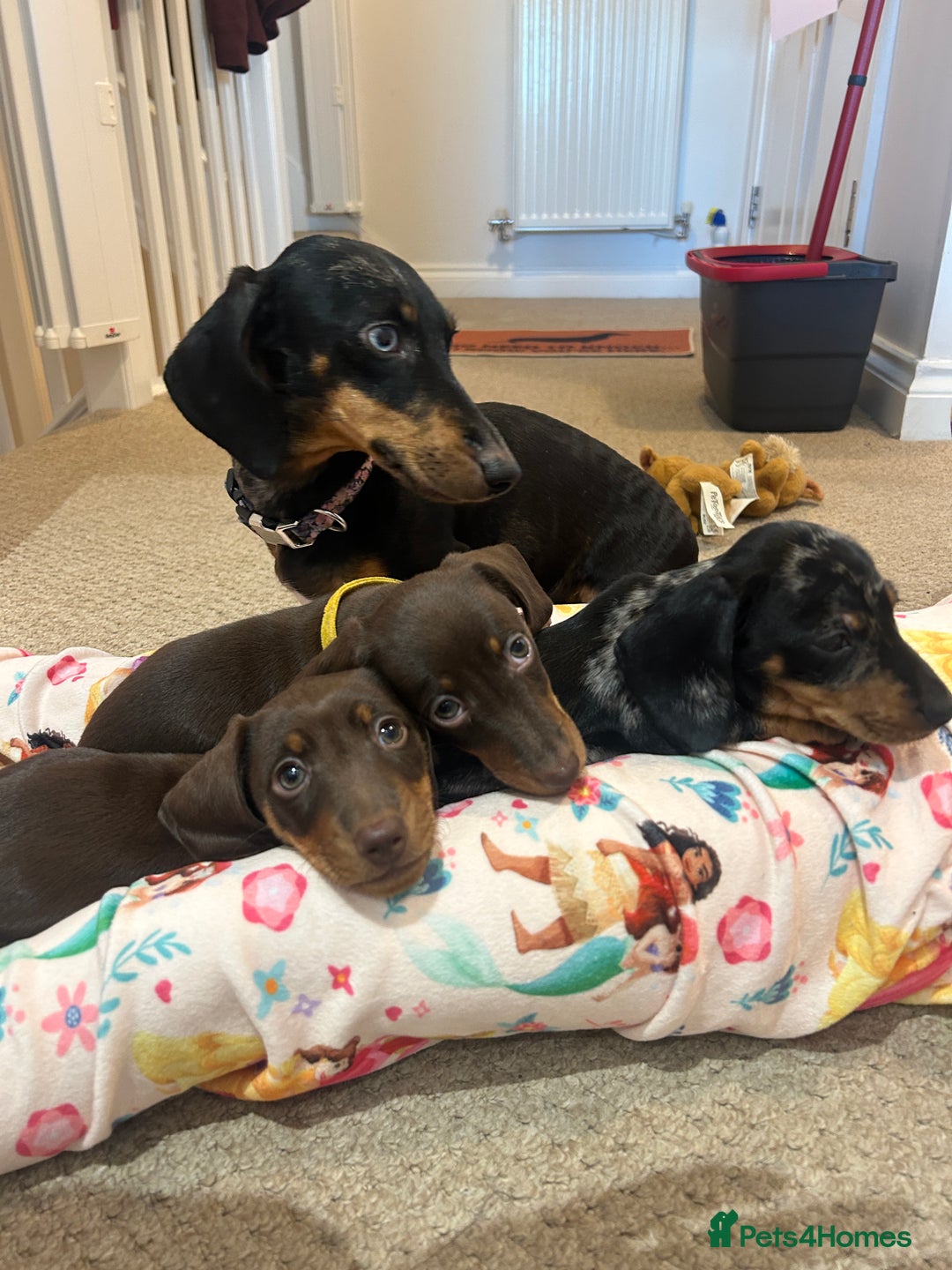 Miniature Dachshund dogs for sale: Chocolate and Tan KC Boy mini dachshund  - Advert 5