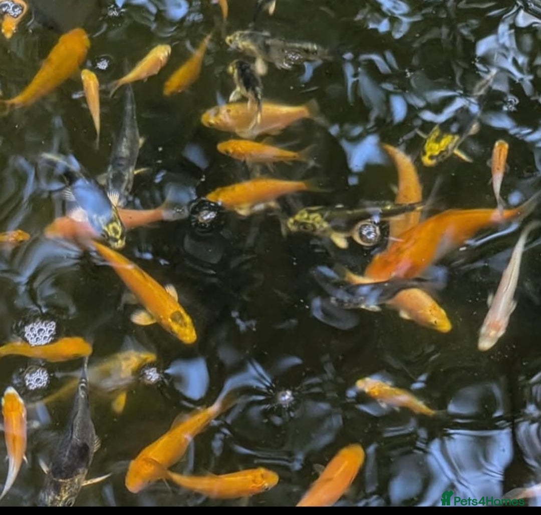 Koi Carp fish for sale: 12 week old Koi Carp - Image 4