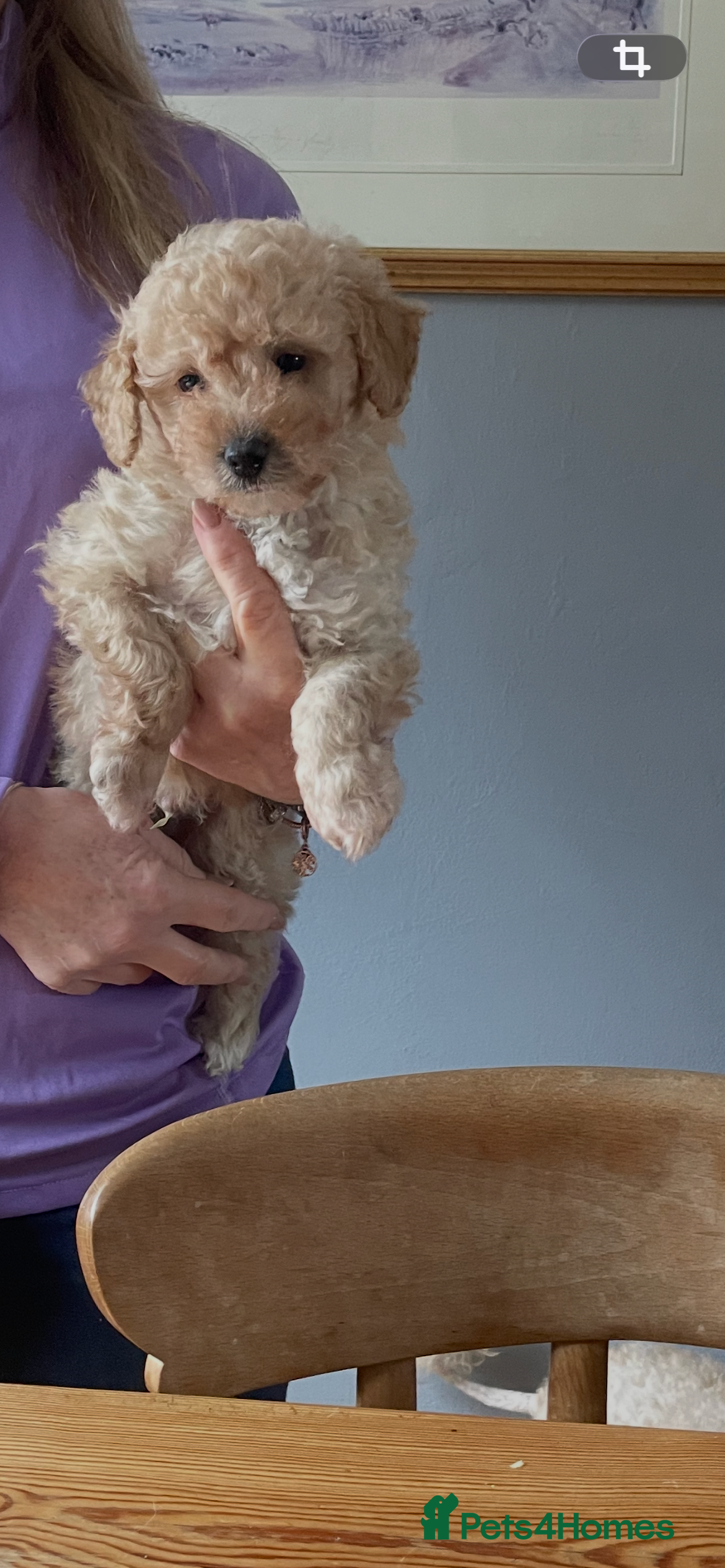 Cockapoo dogs F1B COCKAPOO PUPPY  - Advert 2