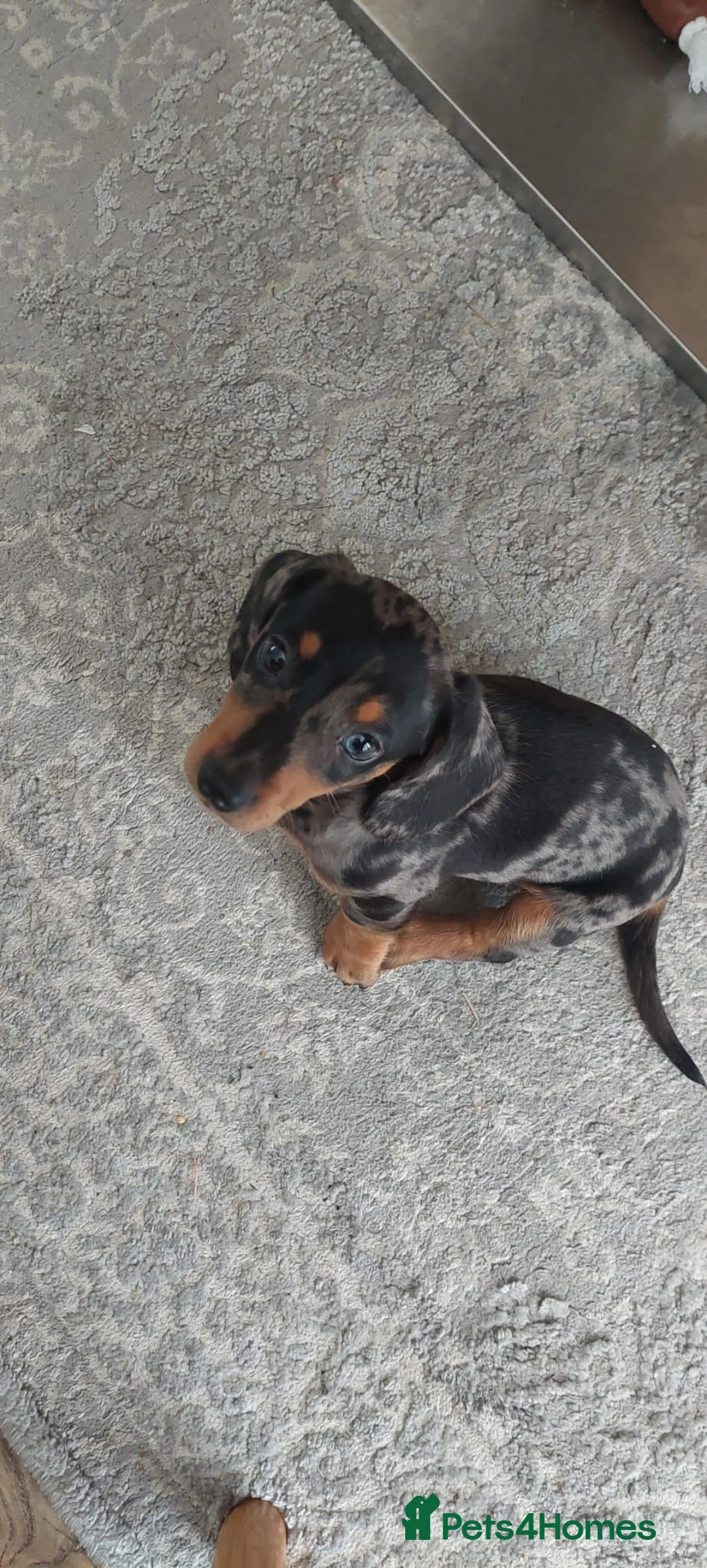 Miniature Dachshund dogs for sale: Dapple miniature dachshund - Advert 2