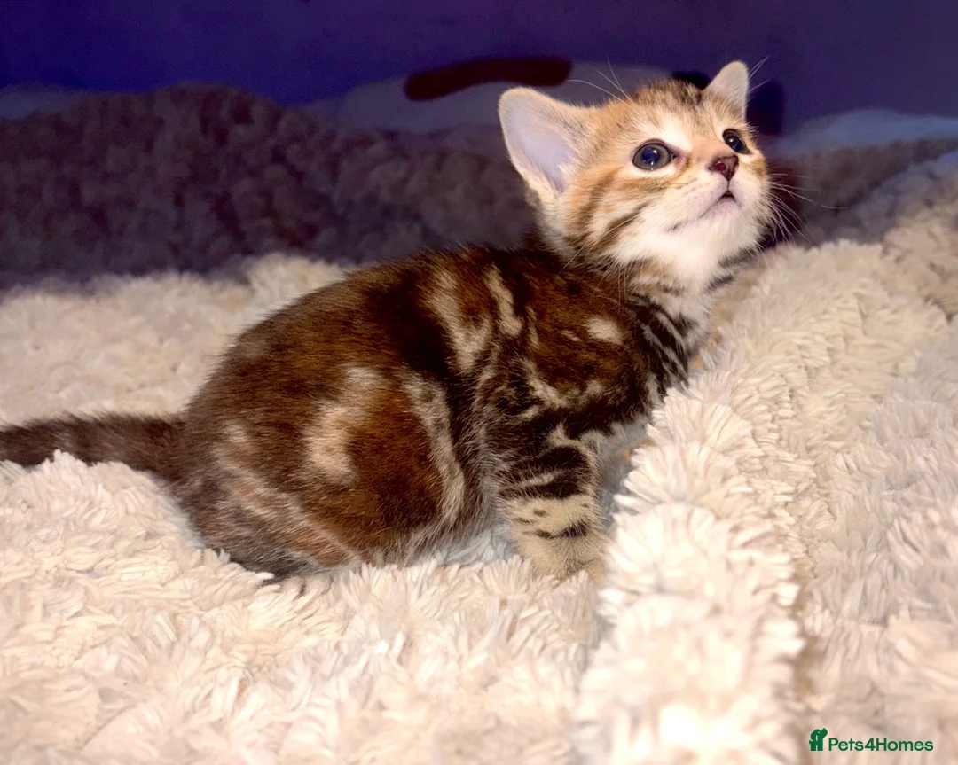American Shorthair cats for sale: America shorthair x Bengal cross kittens  - Advert 1