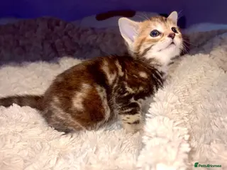 American Shorthair cats America shorthair x Bengal cross kittens - Advert 2