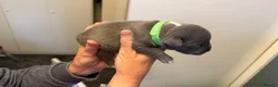 Staffordshire Bull Terrier dogs for sale: 8 GORGEOUS  STAFFORDSHIRE BULL TERRIER PUPPIES - Advert 16
