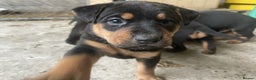 Rottweiler dogs for sale: Clean Rottweiler puppies raised with love and care - Advert 9