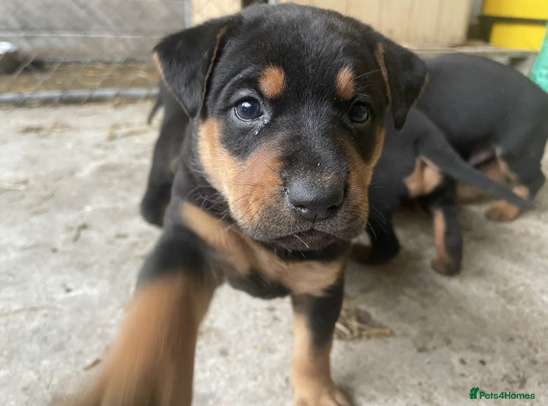Rottweiler dogs for sale: Clean Rottweiler puppies raised with love and care - Advert 9