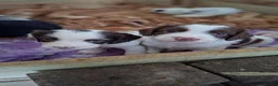 Sprocker dogs for sale: Sprocker puppies for sale  in Thornhill - Advert 13