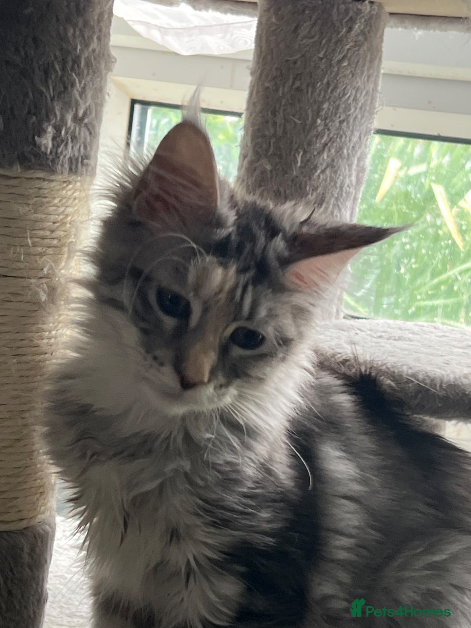 Maine Coon cats for sale: Last two girls.Reduced price.MC kittens  - Advert 4