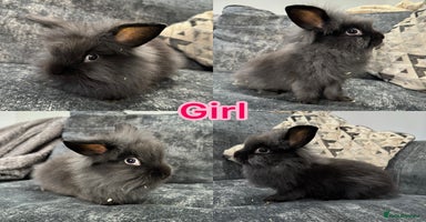 Mini Lion Lop rabbits - Advert 7