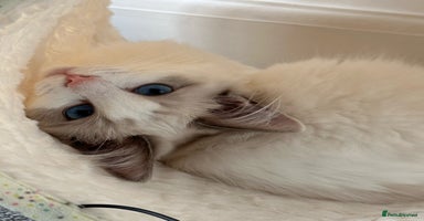 Ragdoll cats Coco and Willow Male Ragdolls - Advert 15