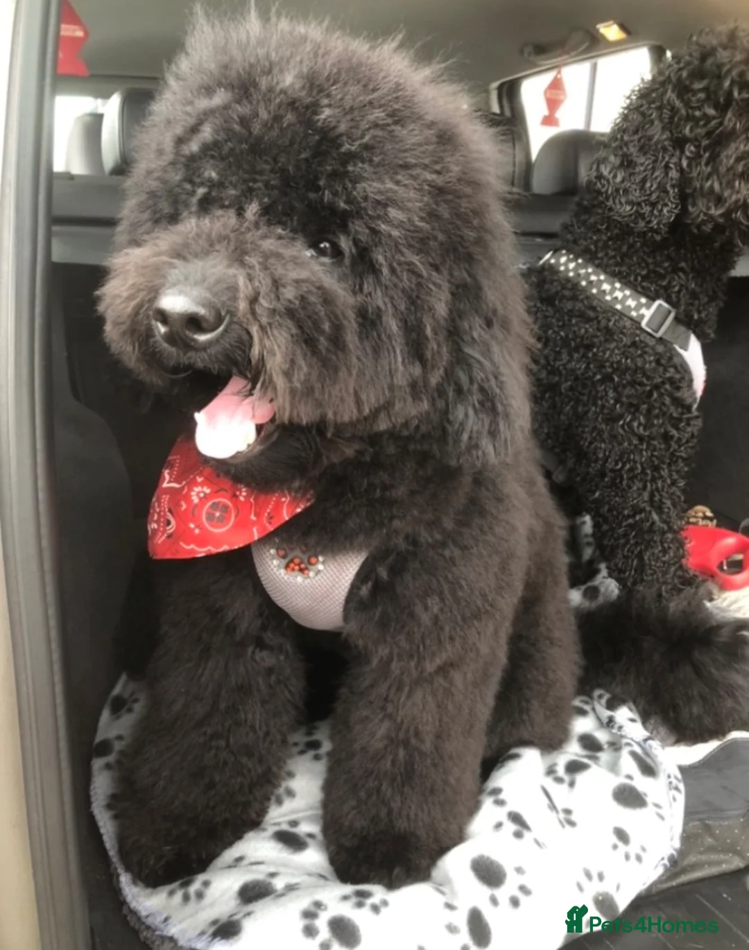 Labradoodle dogs for stud: Mini Doodle stud extensively DNA checked in Warrington - Advert 9