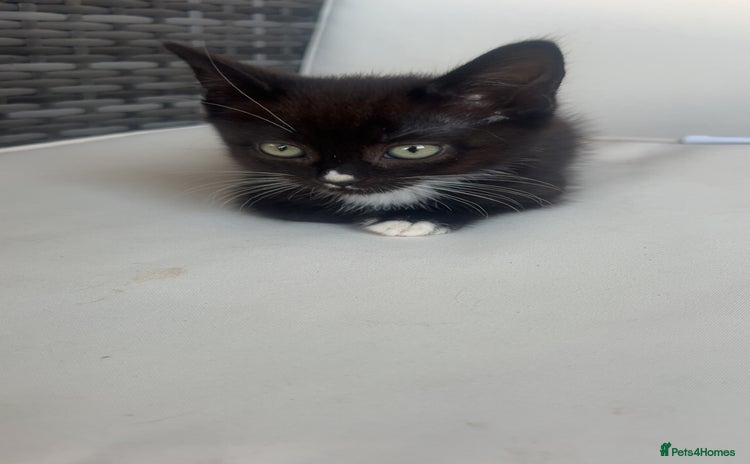 Mixed Breed cats - Advert 15
