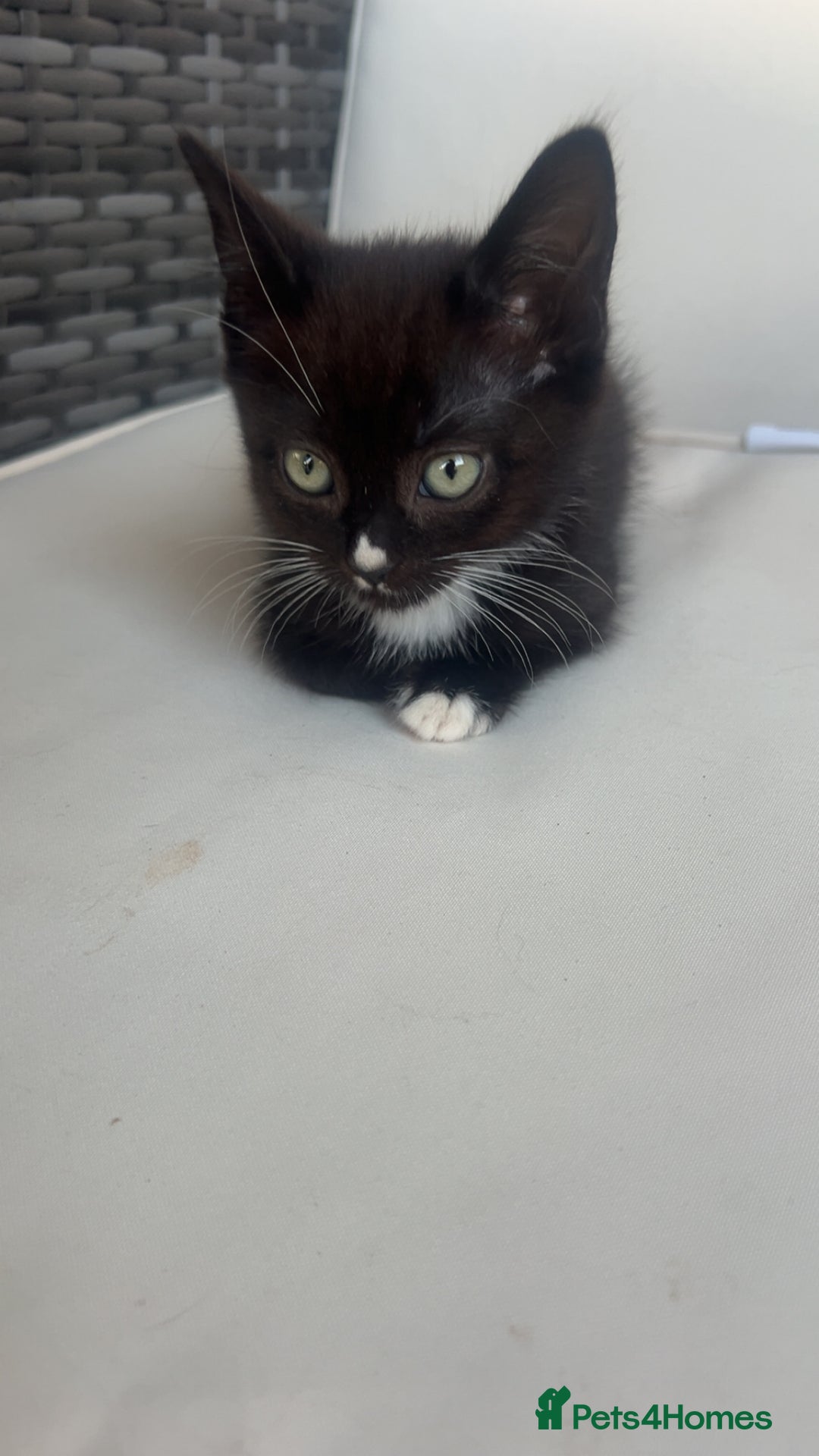Mixed Breed cats for sale: beautiful kittens  - Image 1