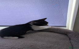 Mixed Breed cats for sale: Mixed breed kittens - available immediately  - Image 14
