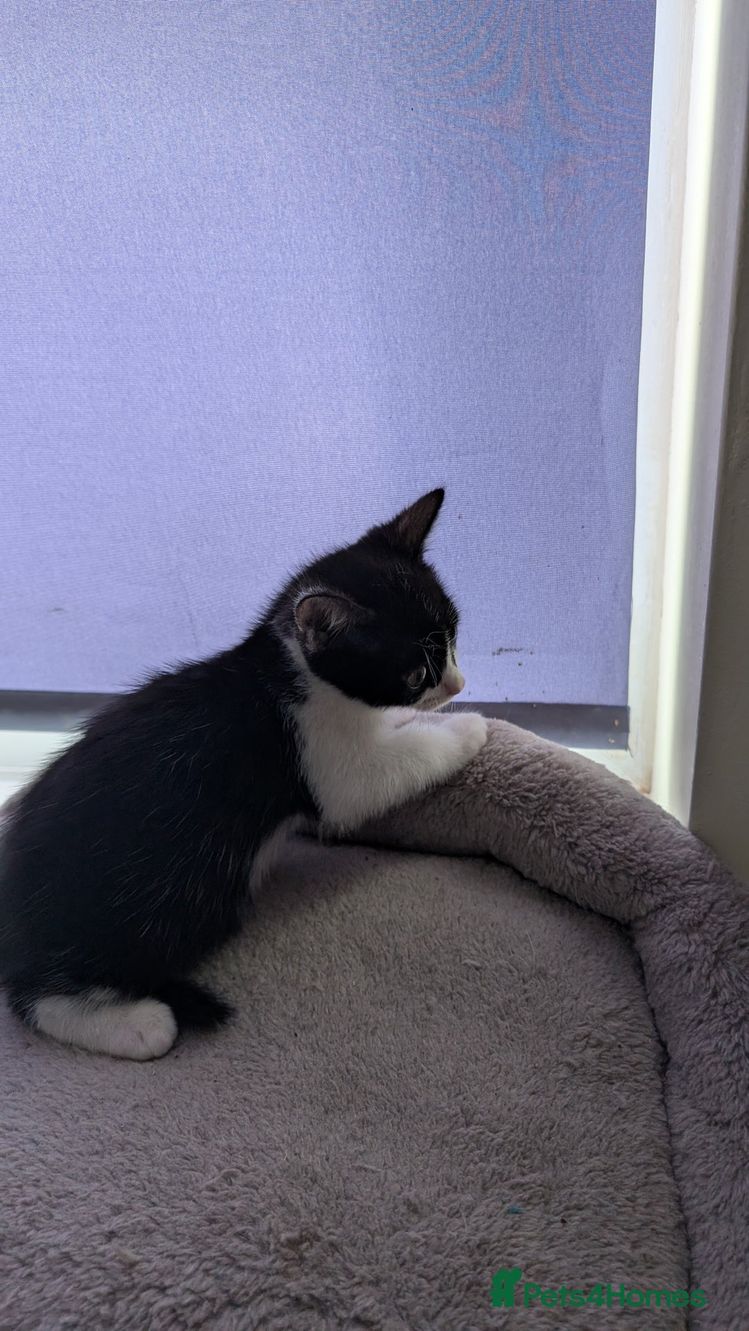 Mixed Breed cats for sale: Mixed breed kittens - available immediately  - Image 14