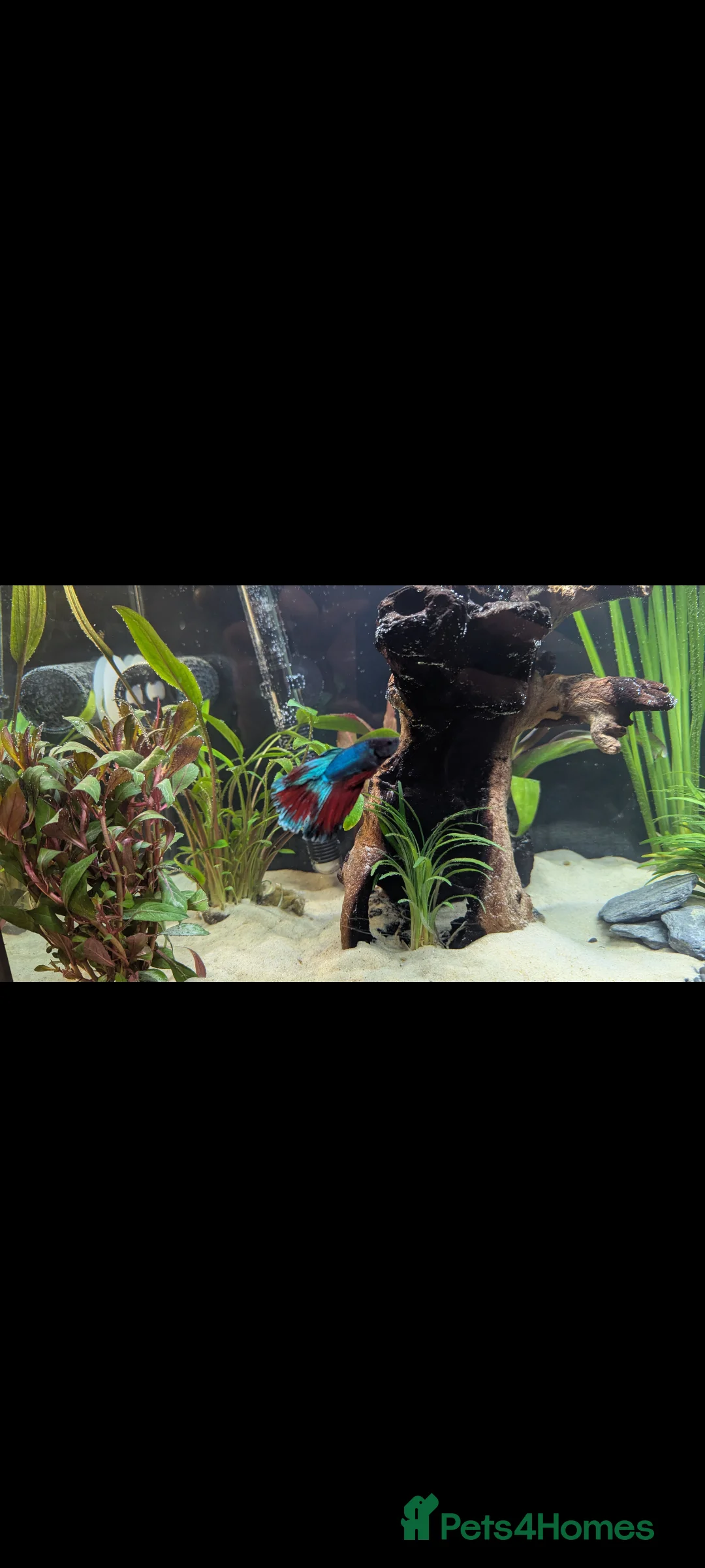 Bettas fish for sale: BETTA looking for a BETTER home  - Advert 2