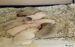 French Bulldog dogs for sale: Platinum cream velvet french bulldogpup 4 week old - Image 8