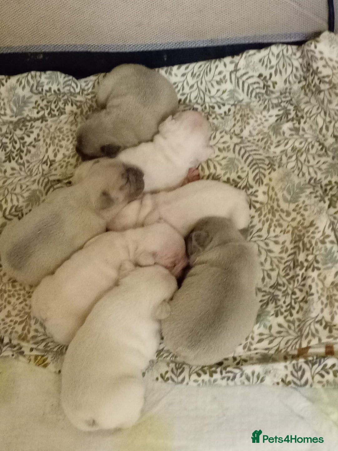 French Bulldog dogs for sale: Platinum cream velvet french bulldogpup 4 week old - Image 8