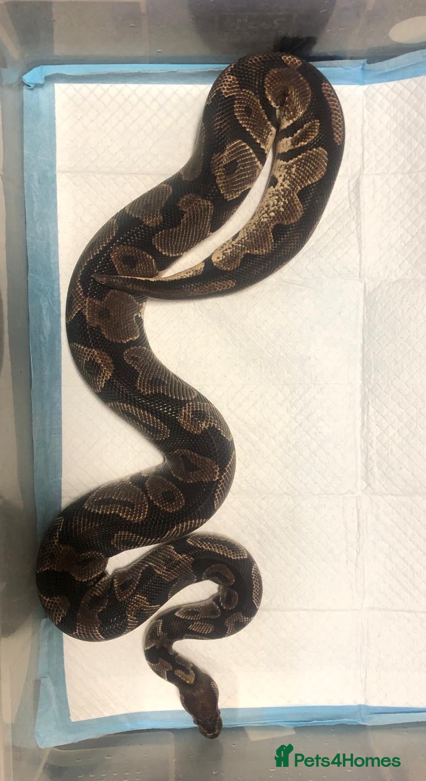 Mixed Breed reptiles I have 5 royals I’m looking at reselling/rehoming - Advert 1