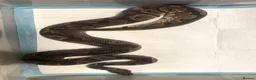 Mixed Breed reptiles for sale: I have 5 royals I’m looking at reselling/rehoming in Basildon - Advert 1