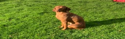 Hungarian Vizsla dogs for sale: Kc reg Hungarian Vizslas - Advert 14
