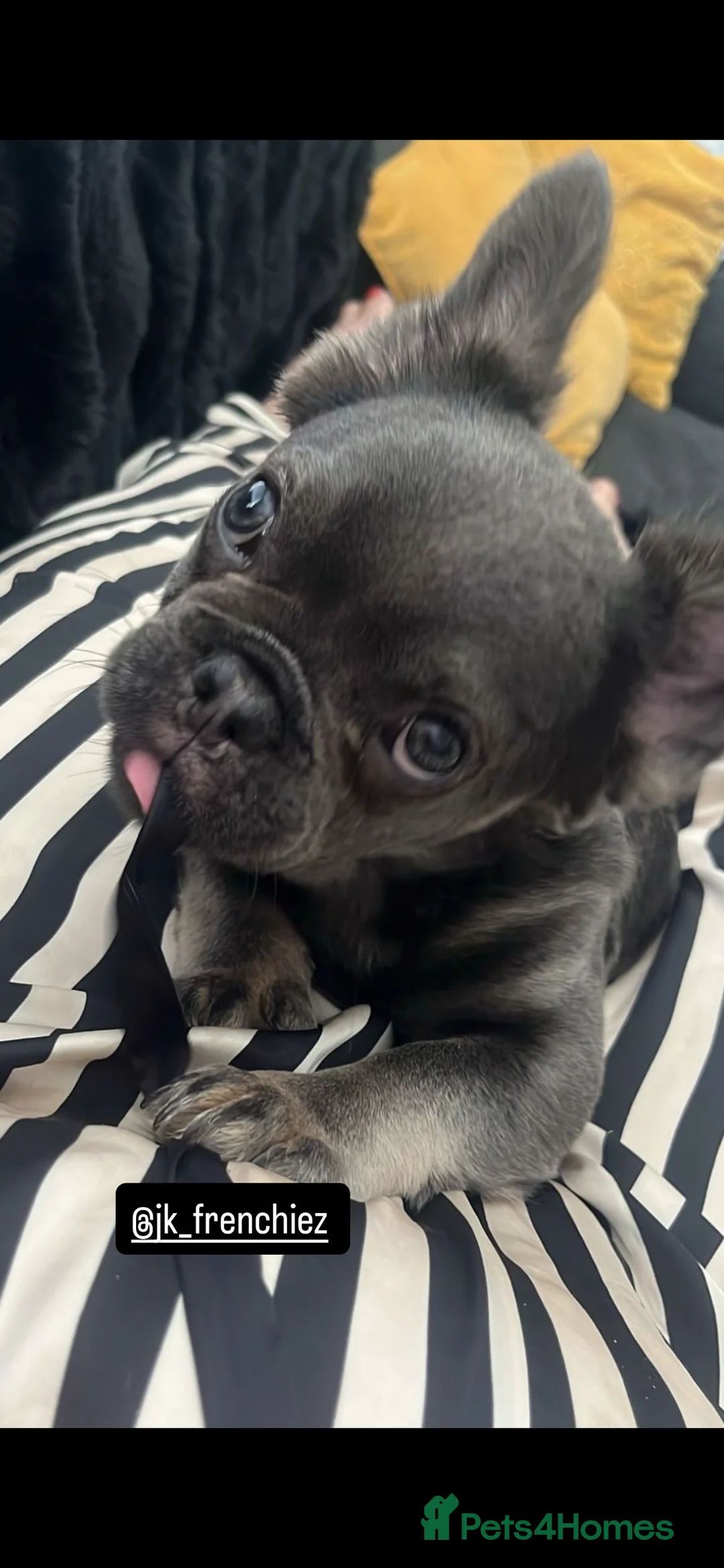 French Bulldog dogs for sale: Beautiful french bulldog  - Advert 5