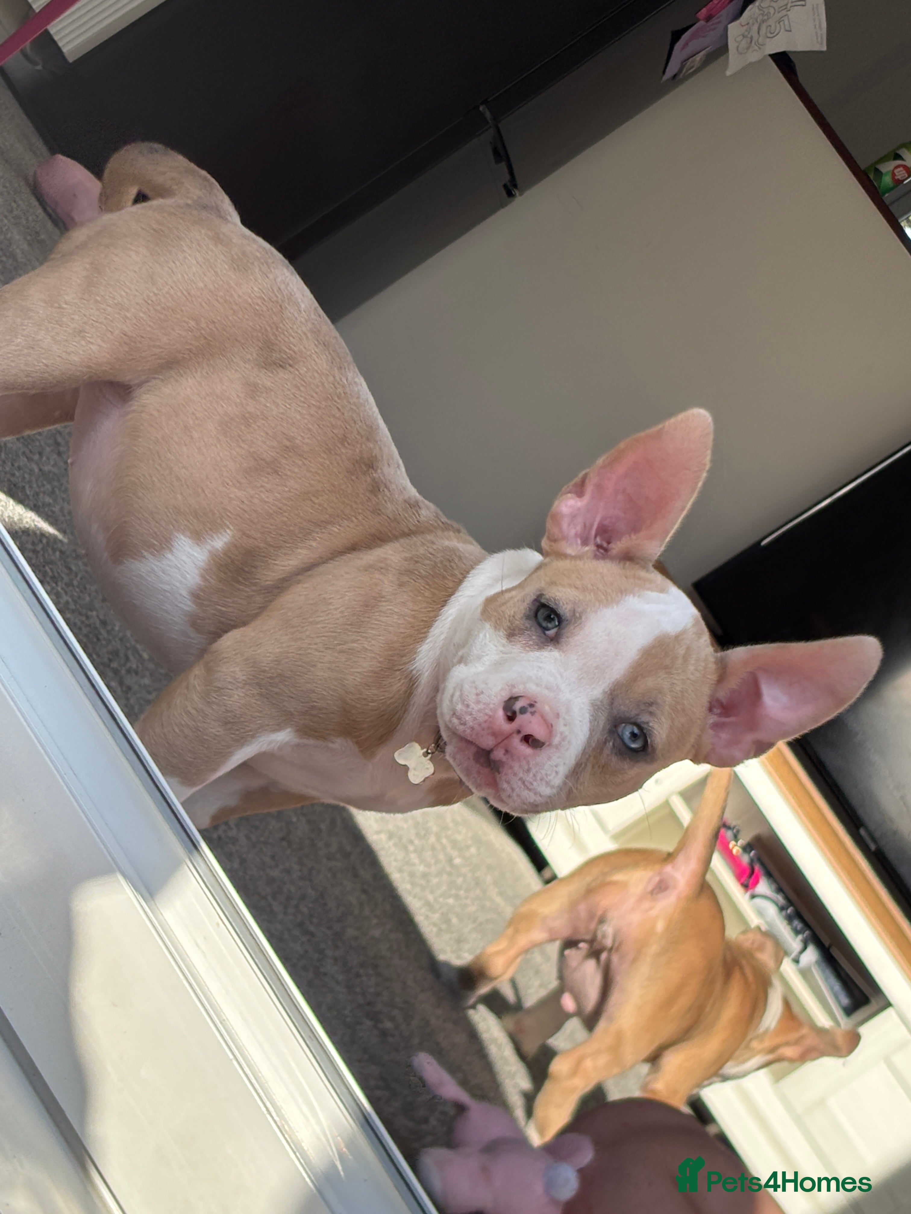 American Bully dogs Pocket bully puppies Merle fawn pied tri - Advert 8