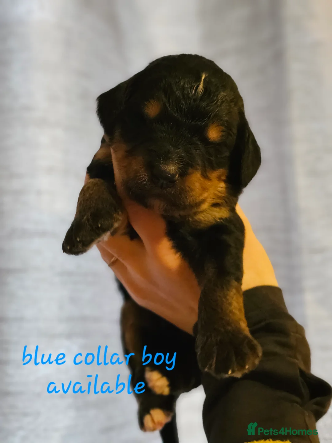 Bernedoodle dogs for sale: All currently reserved! Quality F1Bernedoodle pups - Advert 20