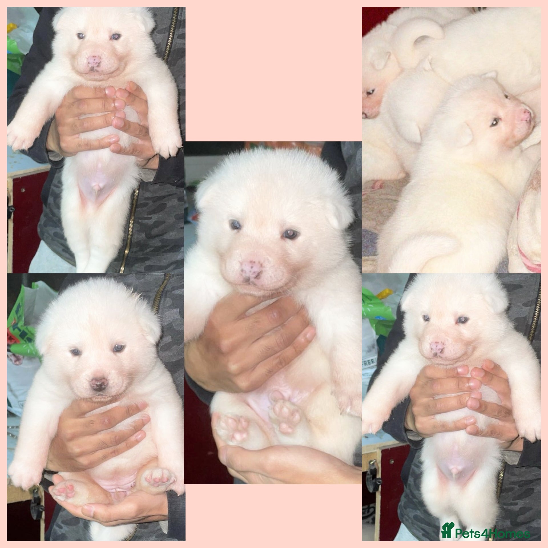 Japanese Akita Inu dogs KC Registered Japanese Akita Puppies  - Advert 1