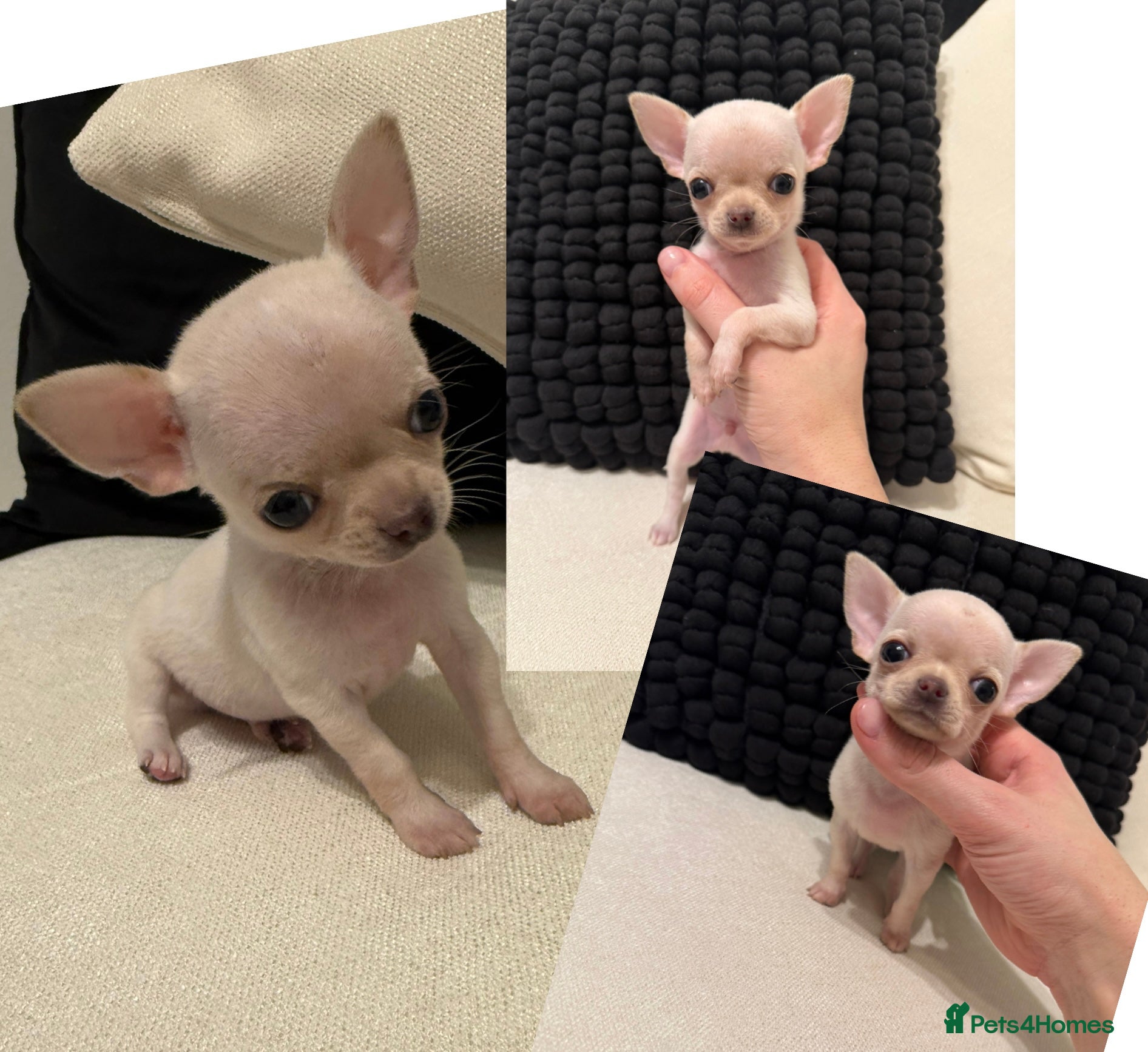 Chihuahua dogs Last boy available!  - Advert 4