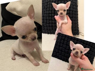 Chihuahua dogs Last boy available! - Advert 4
