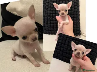 Chihuahua dogs Last boy available! - Advert 1