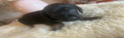 Mixed Breed dogs for sale: Cocker spaniel - Advert 2