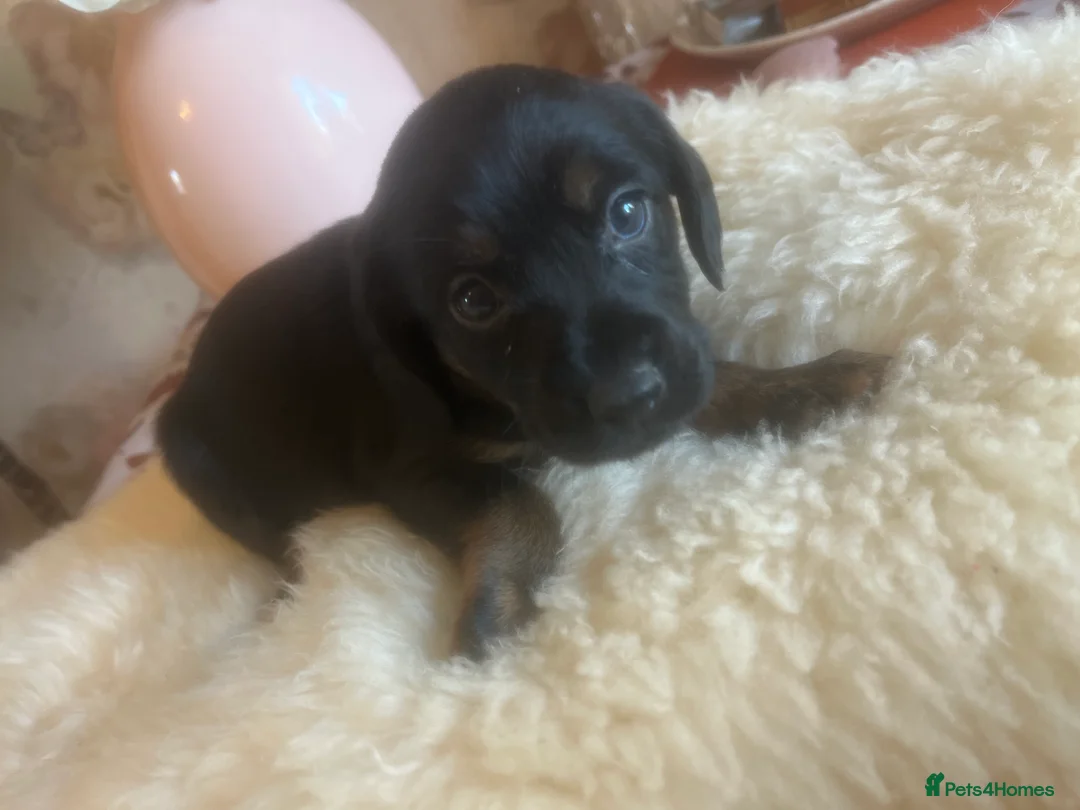 Mixed Breed dogs for sale: Cocker spaniel - Advert 2