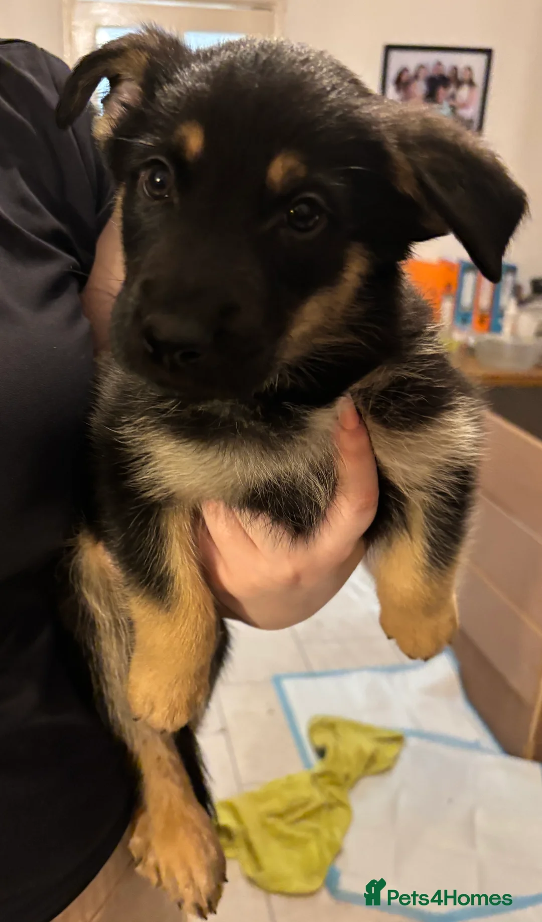 Mixed Breed dogs for sale: German Shepherd Rottweiler Puppies - Advert 10