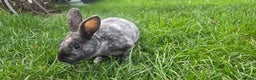 Rex rabbits for sale: 3 Mini rex 13 weeks old - Advert 4
