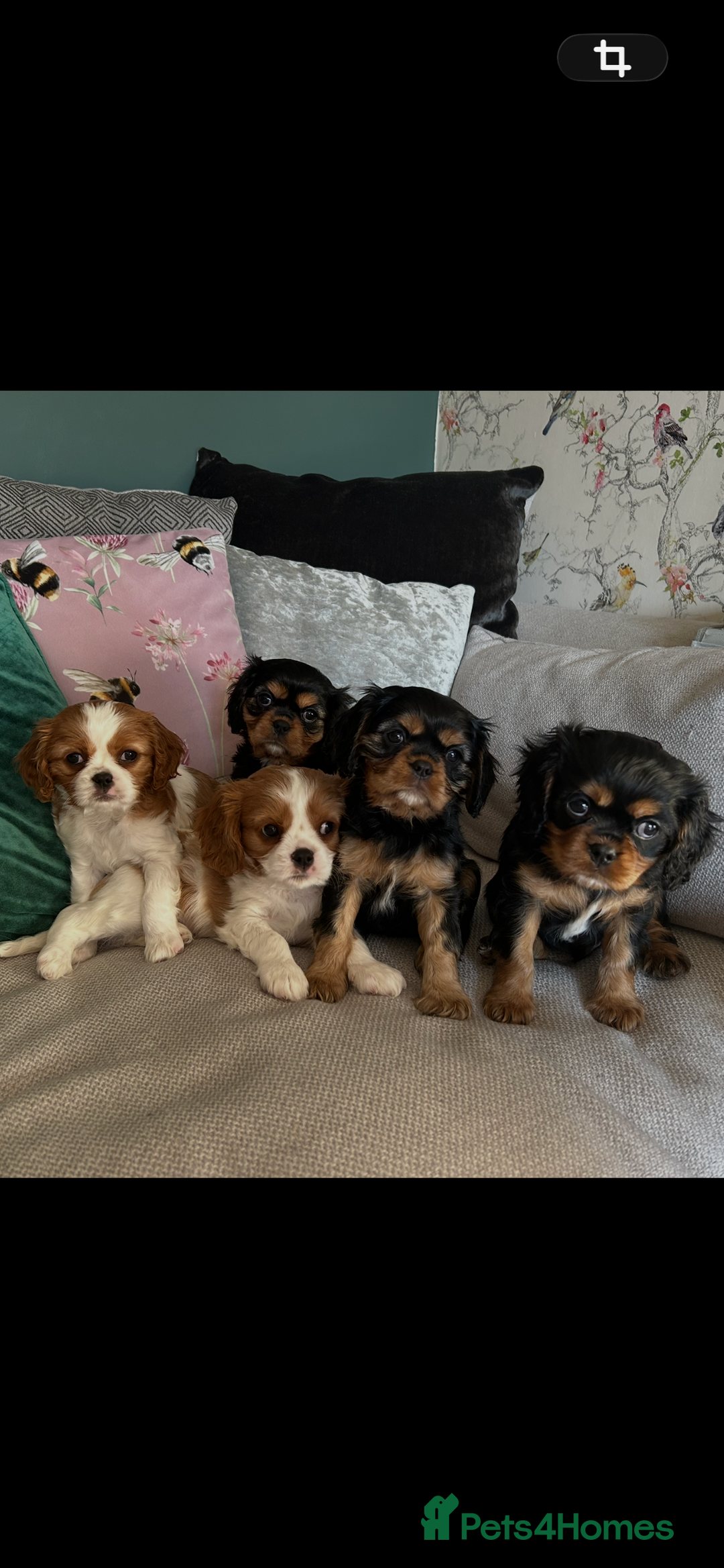 Cavalier King Charles Spaniel dogs for stud: Beautiful stud dog - Advert 3