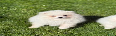Pomeranian Puppy 