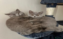 British Shorthair cats for sale: Looking for a Loving Home for 2 British Shorthairs - Image 2