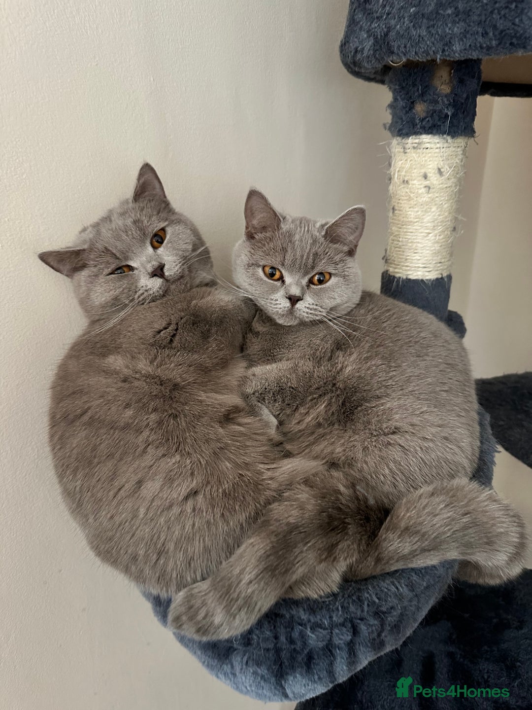 British Shorthair cats for sale: Looking for a Loving Home for 2 British Shorthairs - Image 2